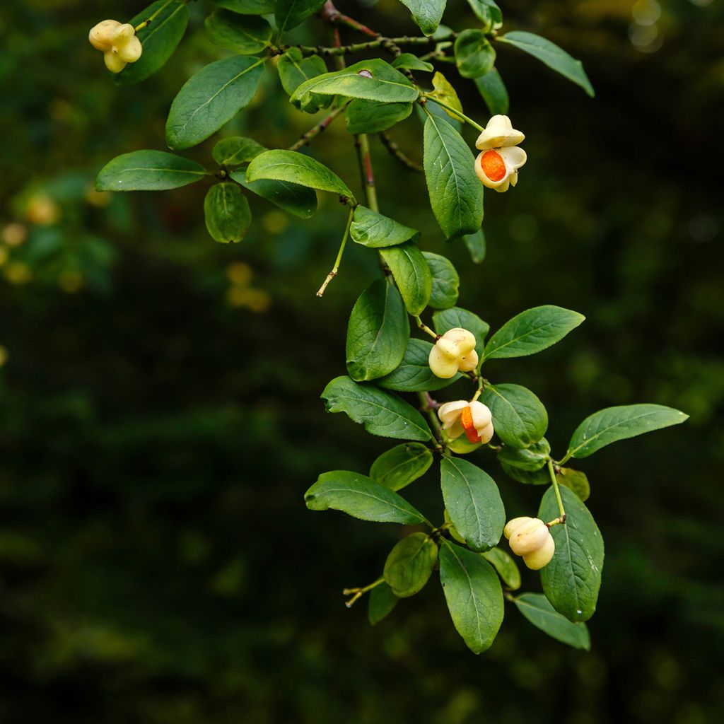 Euonymus europaeus Albus - Fusain d'Europe