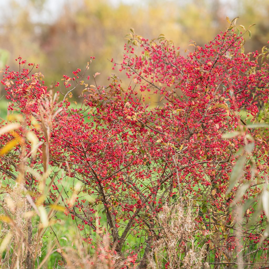 Euonymus europaeus - Fusain d'Europe
