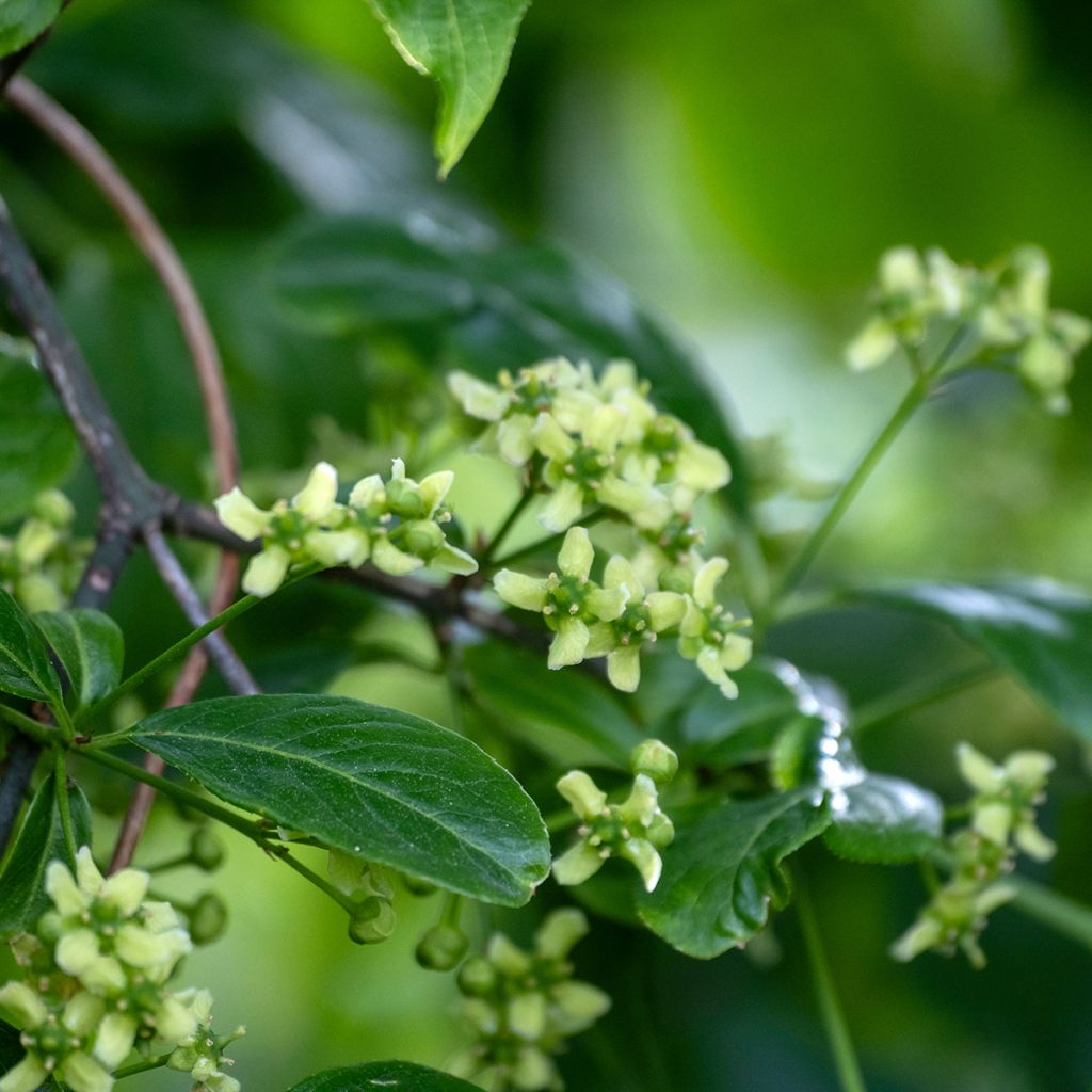 Euonymus europaeus - Fusain d'Europe
