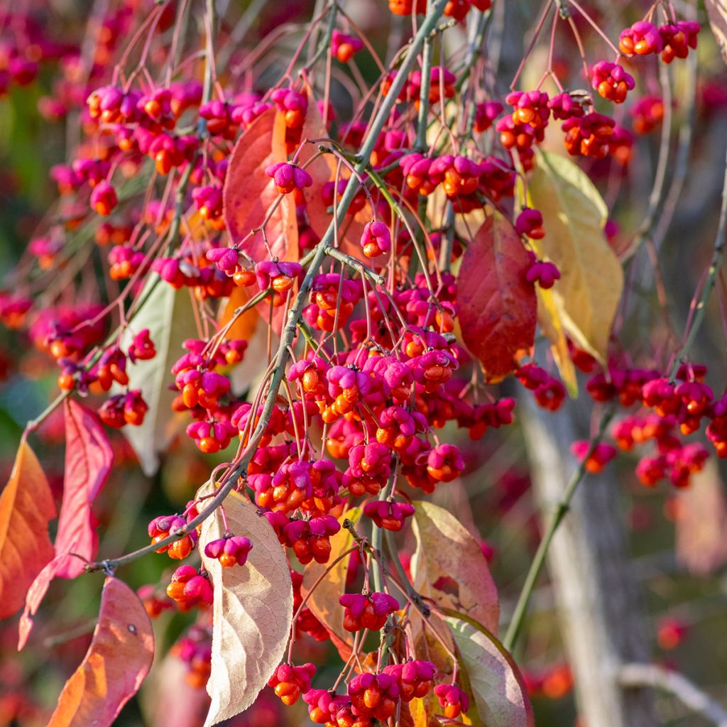 Euonymus europaeus - Fusain d'Europe