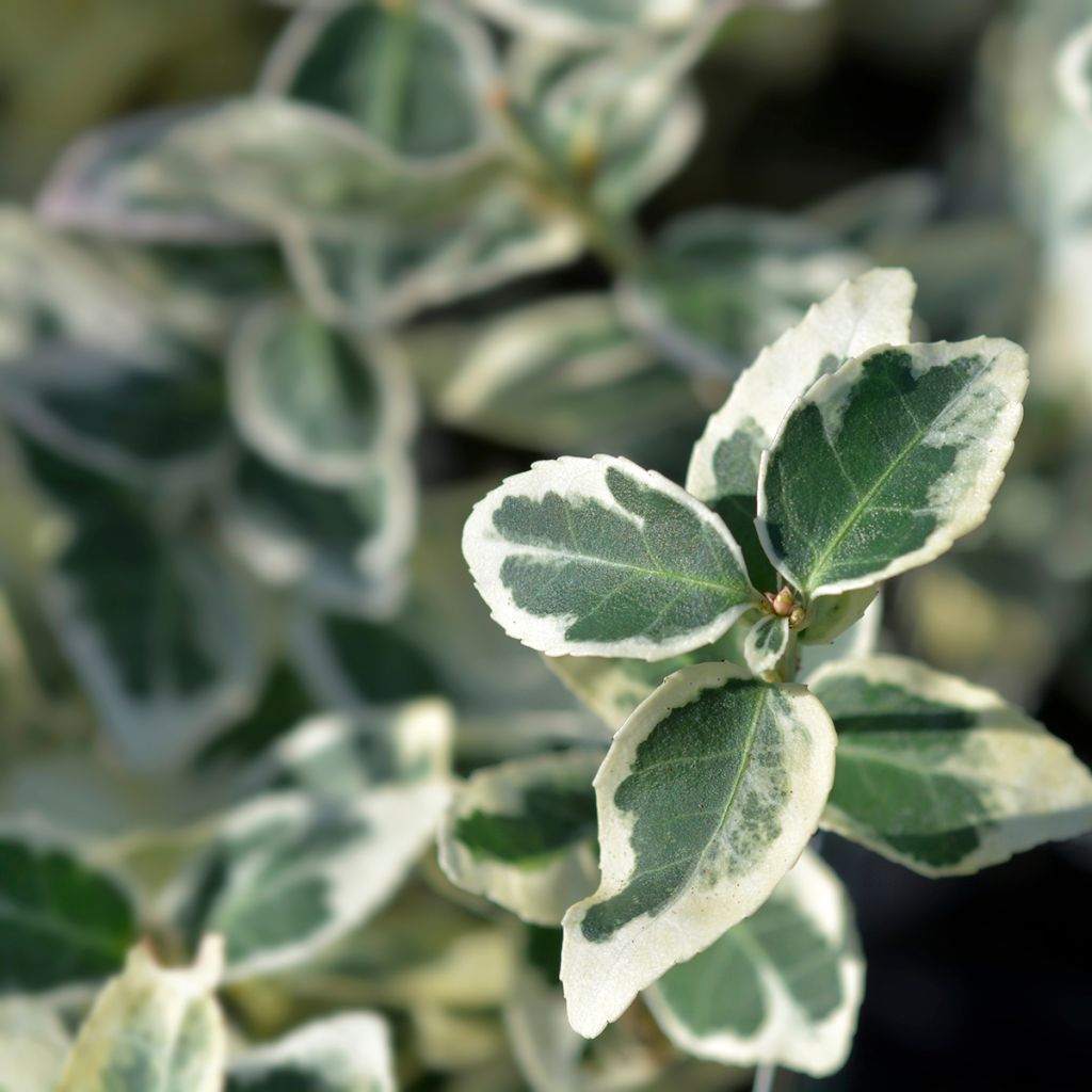 Euonymus fortunei Dan's Delight - Fusain persistant