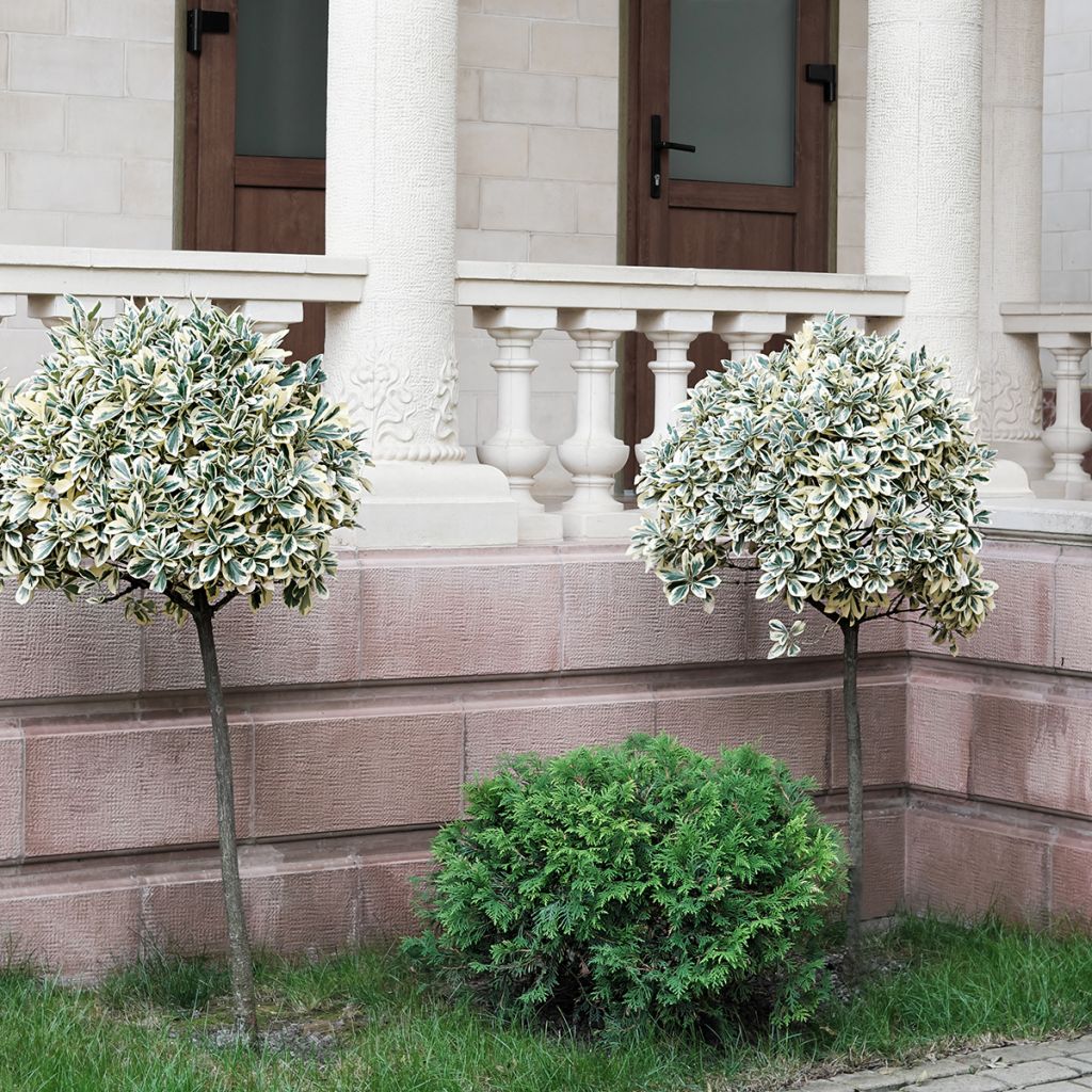 Euonymus fortunei Emerald Gaiety - Fusain