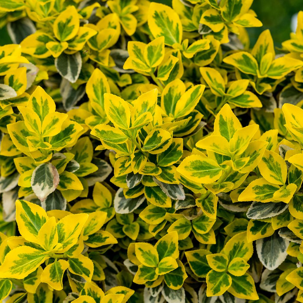 Euonymus fortunei Emerald 'n gold - Fusain