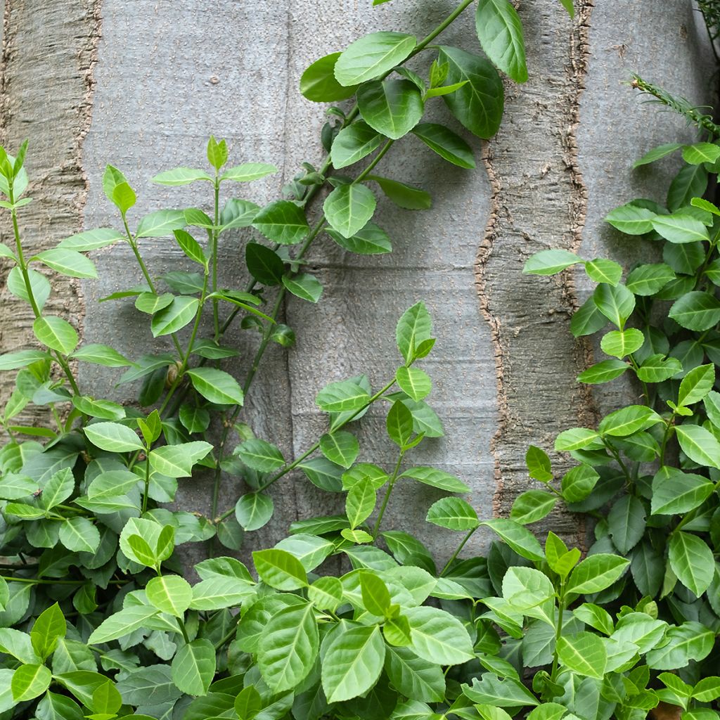 Euonymus fortunei Radicans - Fusain rampant