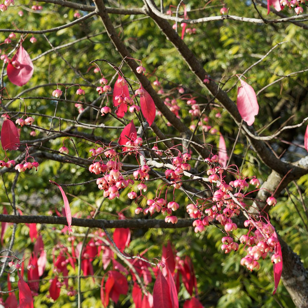 Euonymus grandiflorus Red Wine - fusain