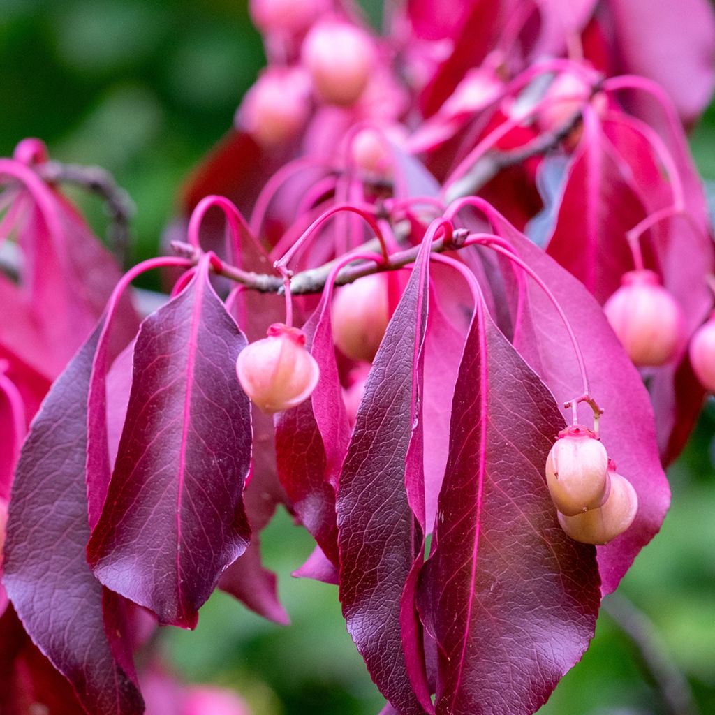 Euonymus grandiflorus Red Wine - fusain