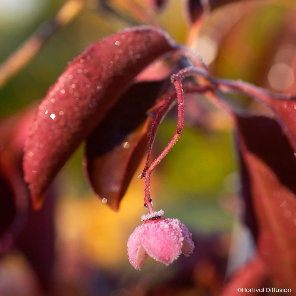 Euonymus grandiflorus Ruby Wine - Fusain
