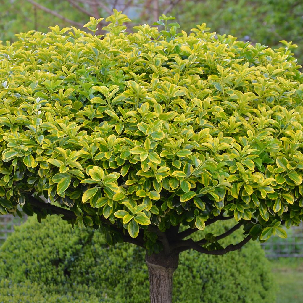 Euonymus japonicus Aureomarginatus - Fusain du Japon