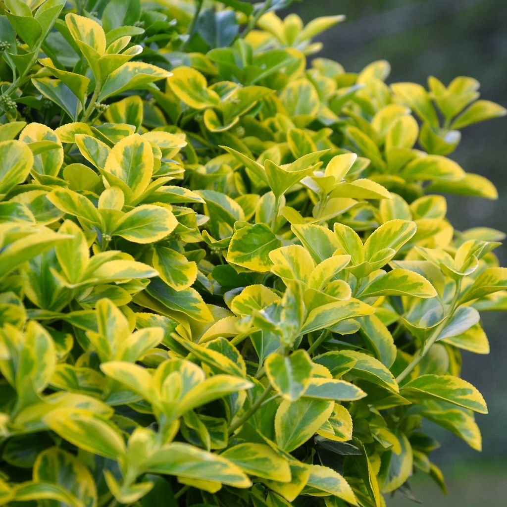 Euonymus japonicus Aureomarginatus - Fusain du Japon