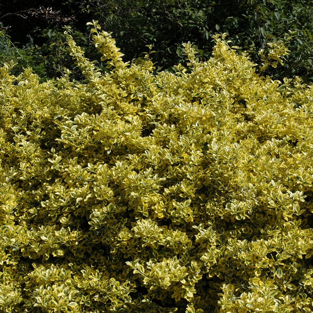 Euonymus japonicus Aureomarginatus - Fusain du Japon