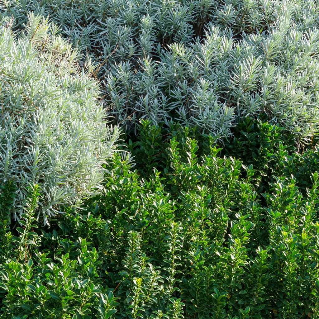 Euonymus japonicus Benkomasaki (Erecta)