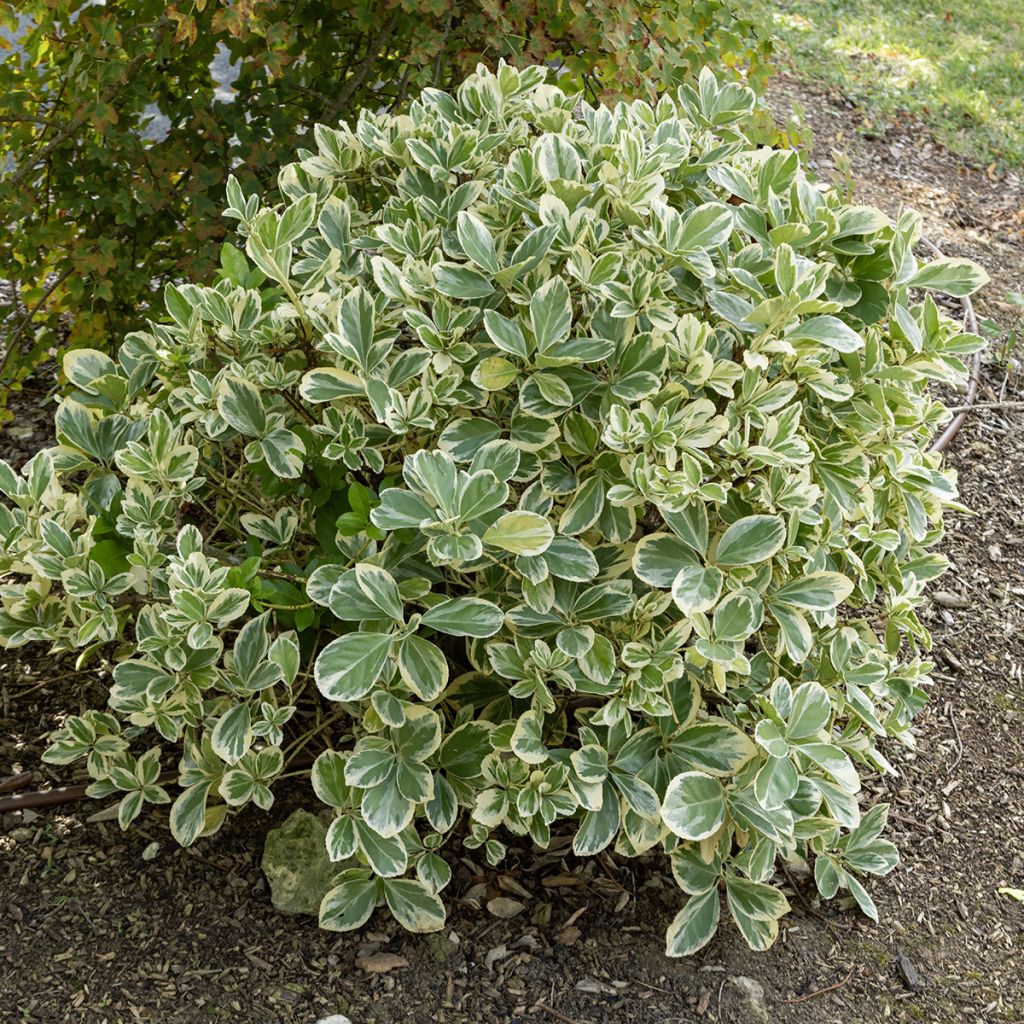 Euonymus japonicus Bravo - Fusain du Japon