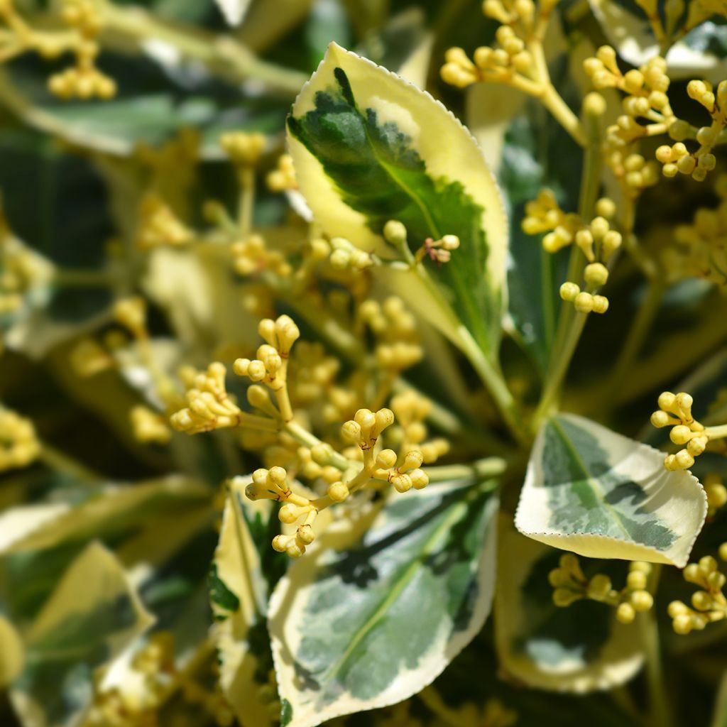 Euonymus japonicus Bravo - Fusain du Japon