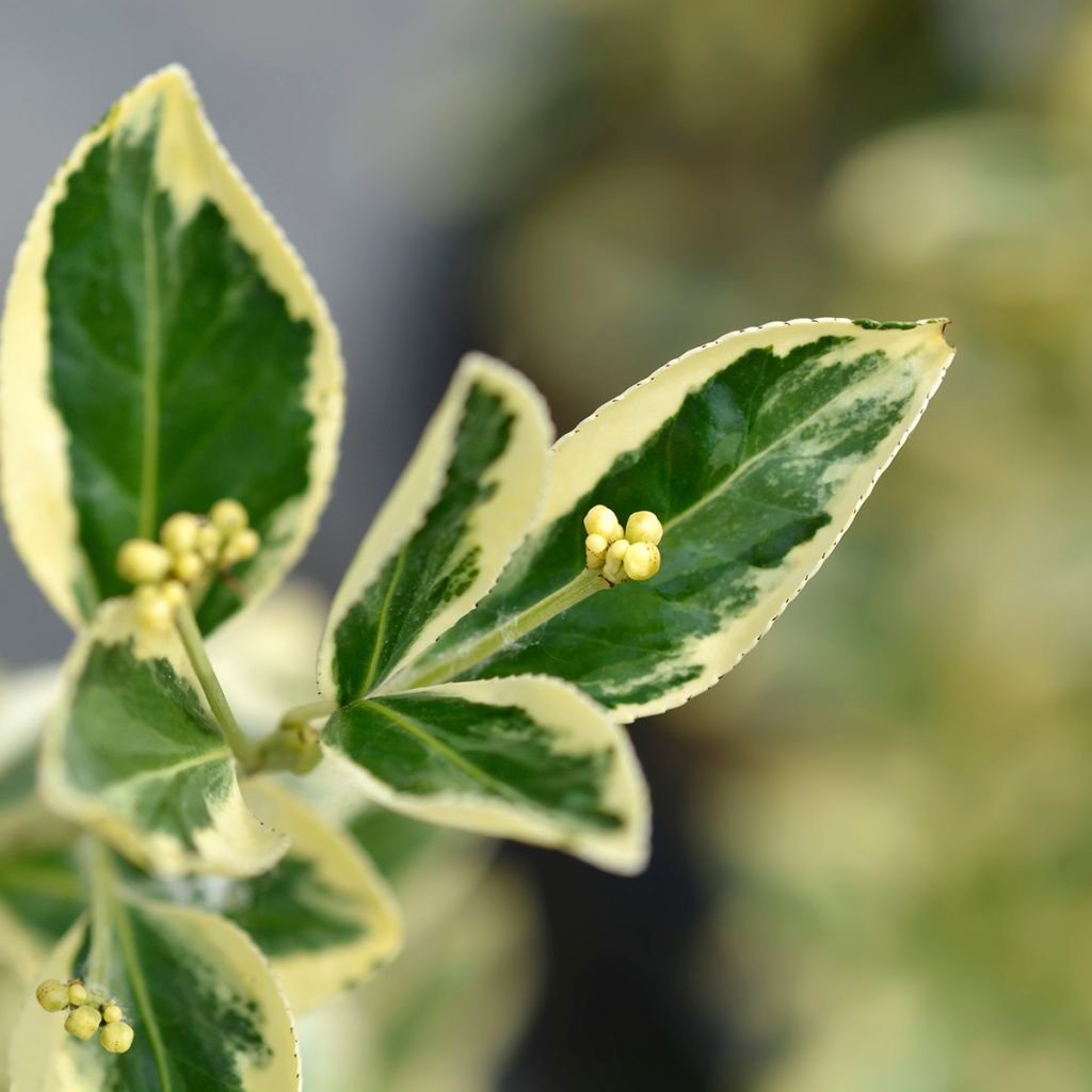 Euonymus japonicus Bravo - Fusain du Japon