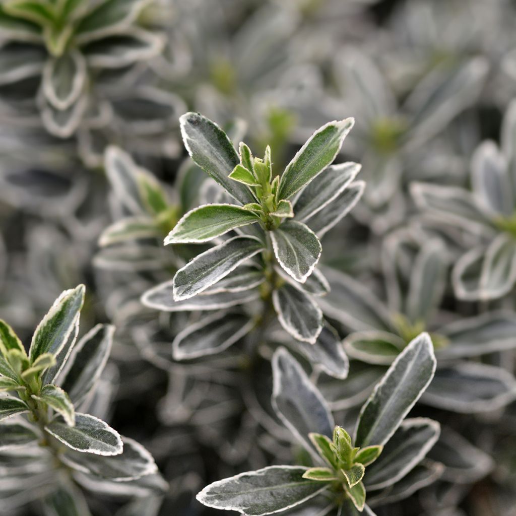 Euonymus japonicus Microphyllus Albovariegatus - Fusain du Japon