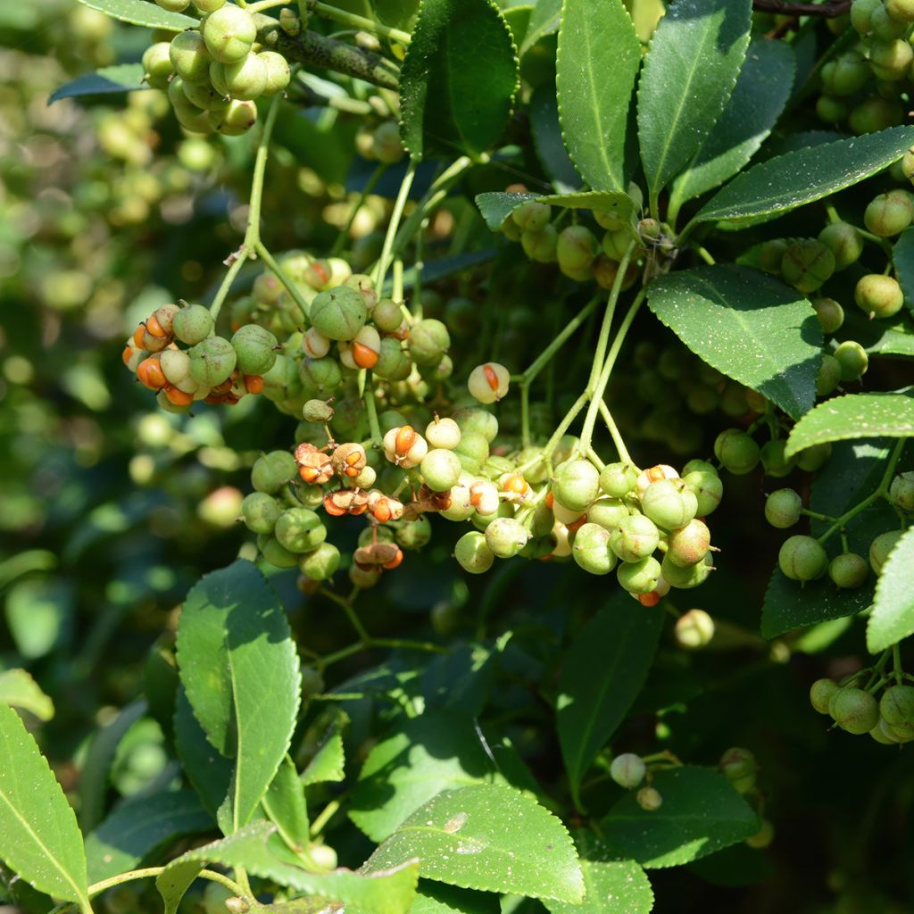 Euonymus japonicus Microphyllus  - Fusain du Japon
