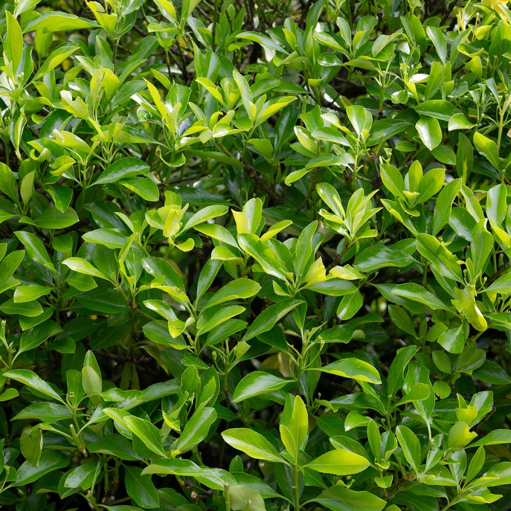 Euonymus japonicus Microphyllus  - Fusain du Japon