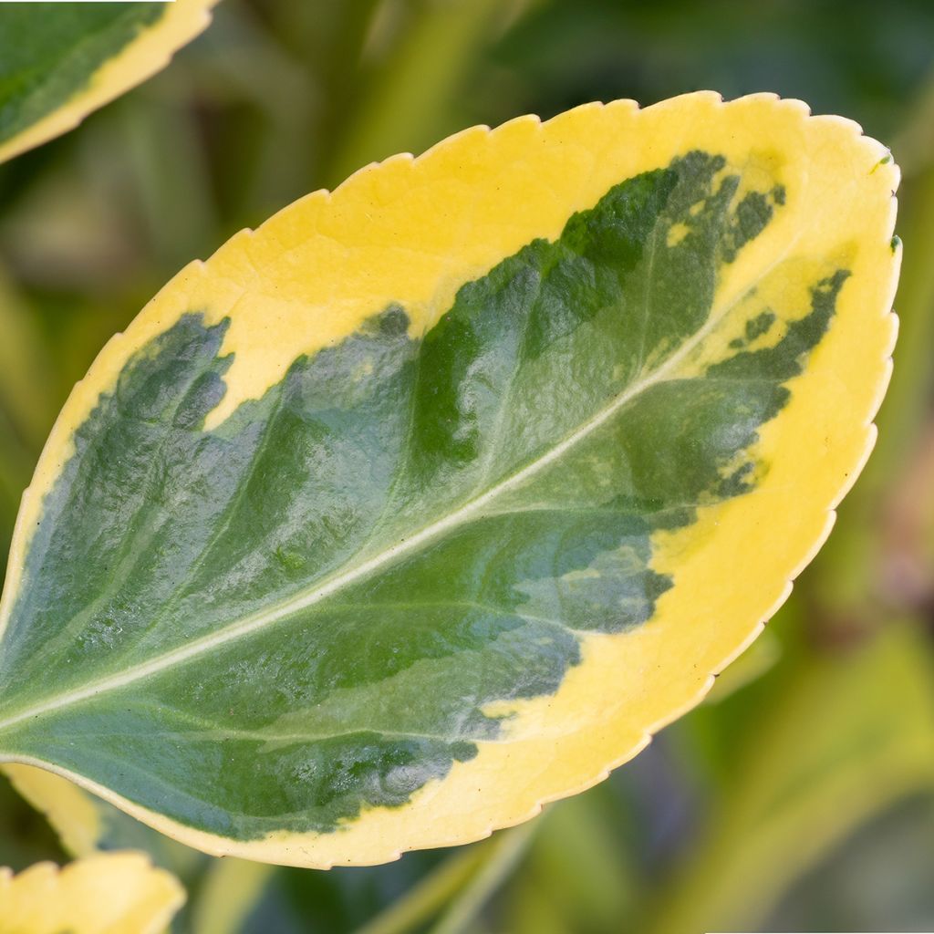 Euonymus japonicus Ovatus Aureus (Marieke) - Fusain du Japon
