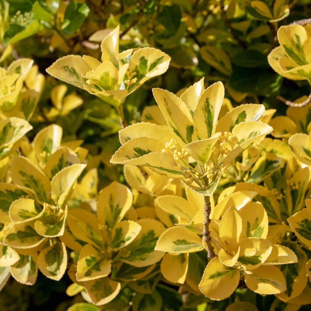 Euonymus japonicus Ovatus Aureus (Marieke) - Fusain du Japon
