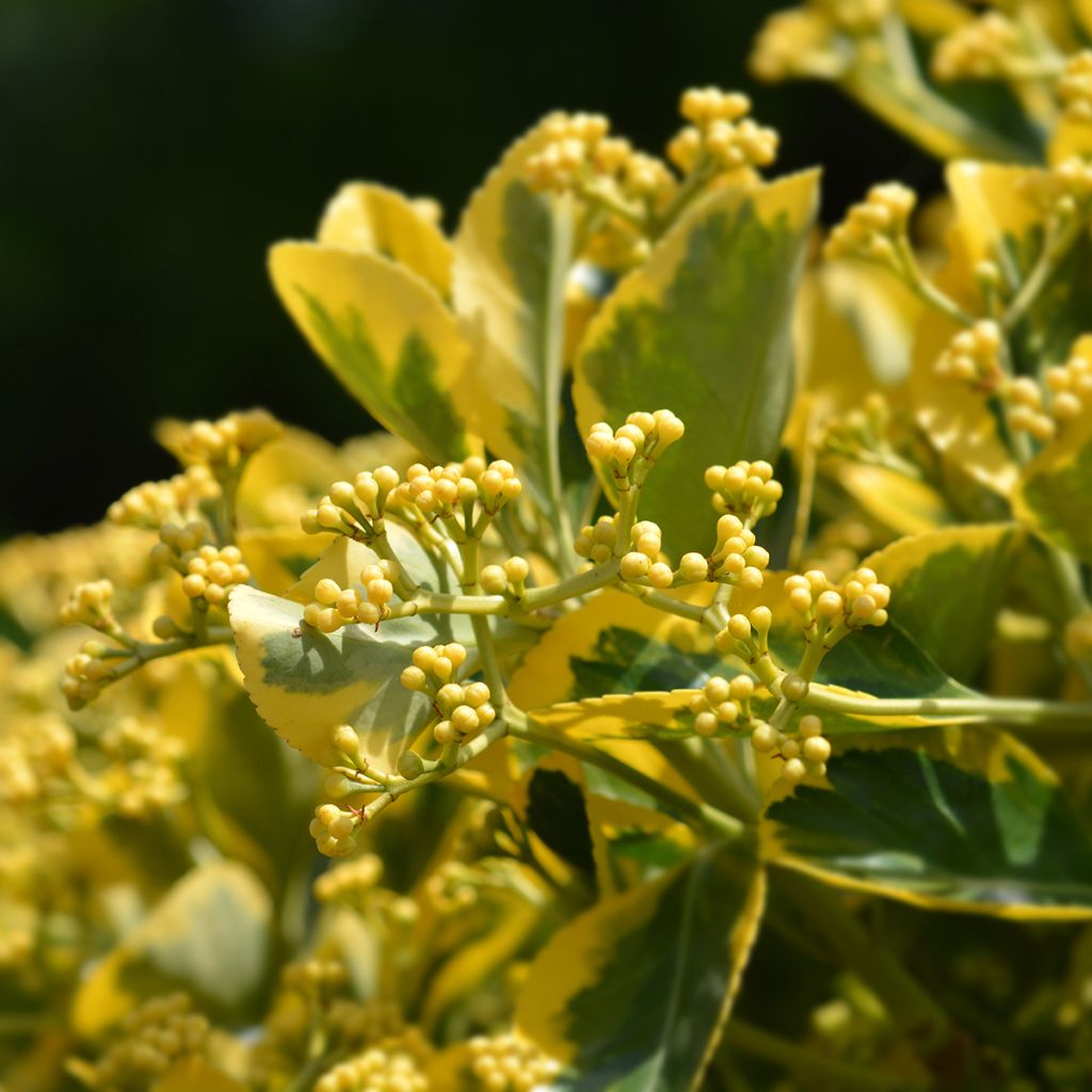 Euonymus japonicus Ovatus Aureus (Marieke) - Fusain du Japon