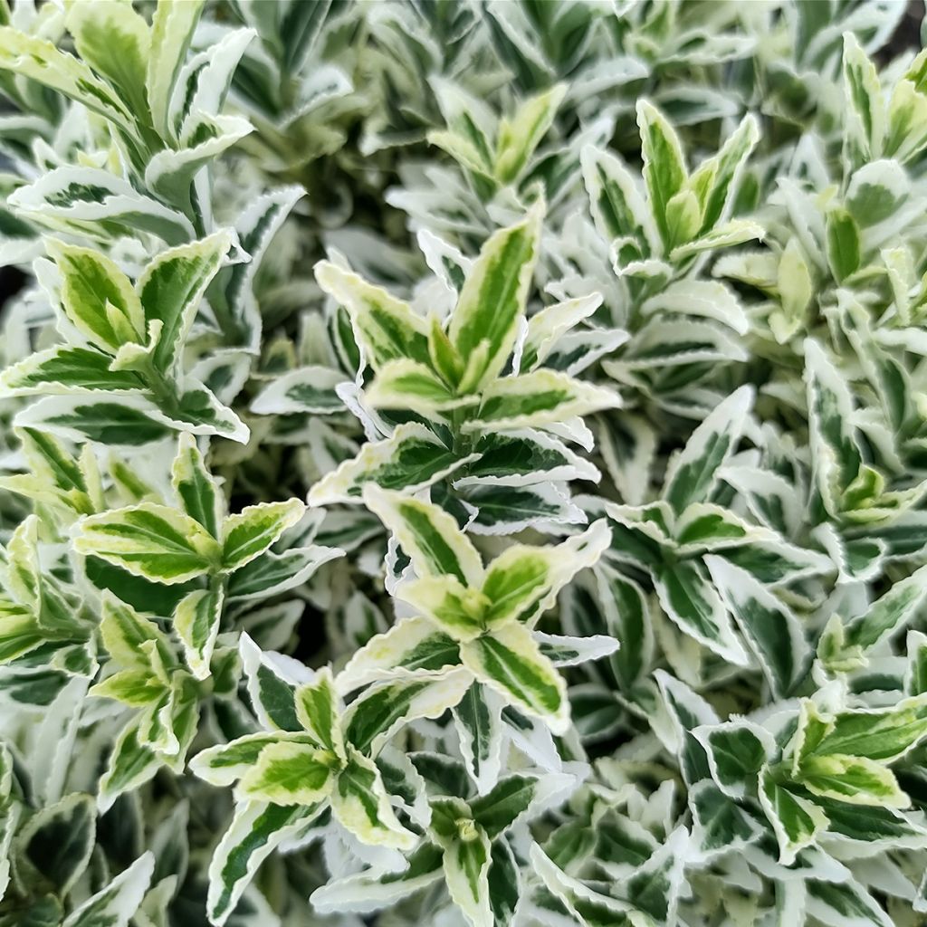 Euonymus japonicus White Spire - Fusain du Japon