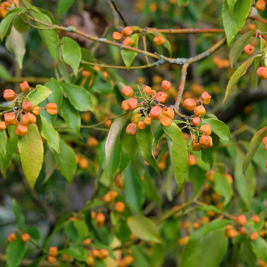 Euonymus myrianthus - Fusain de Chine 