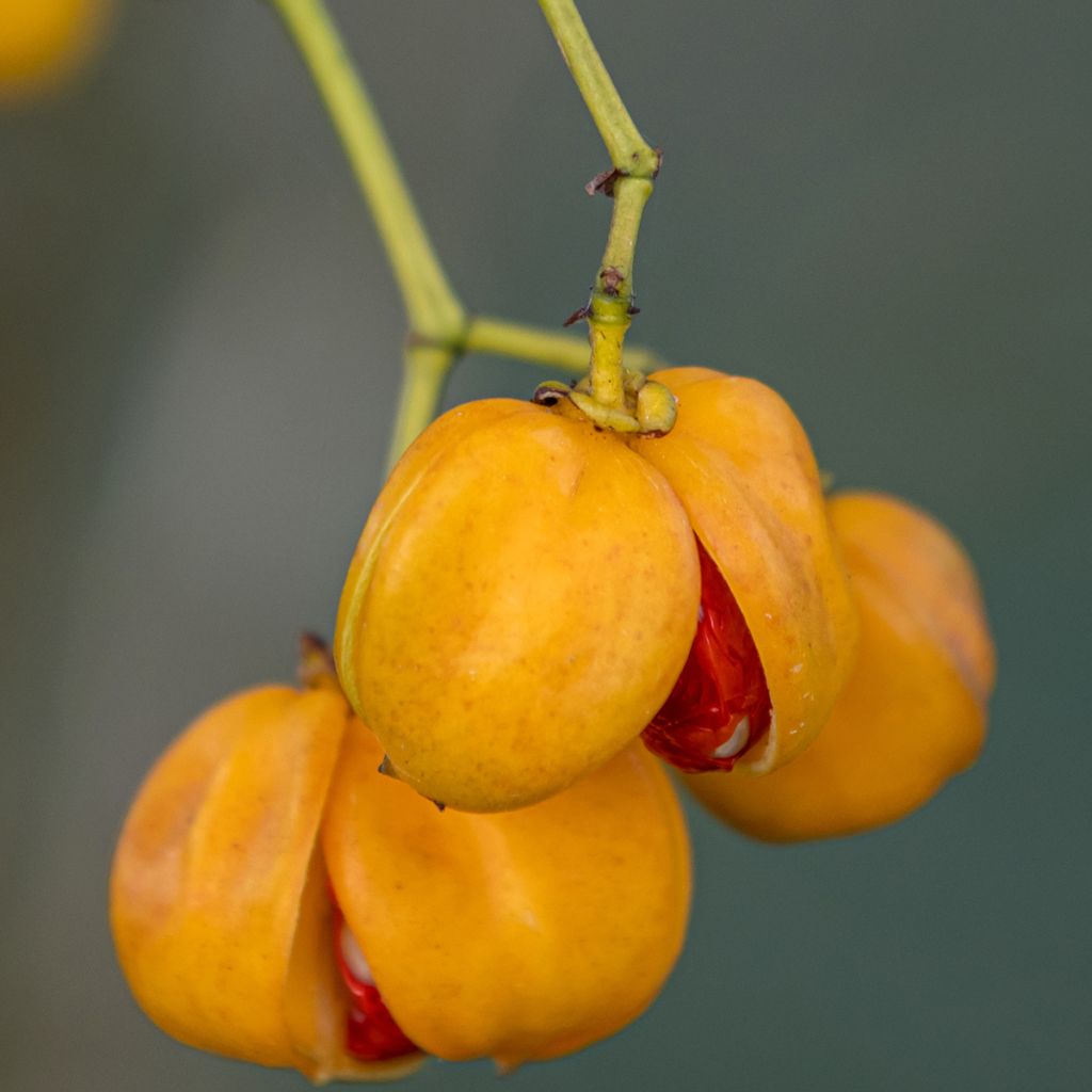 Euonymus myrianthus - Fusain de Chine 