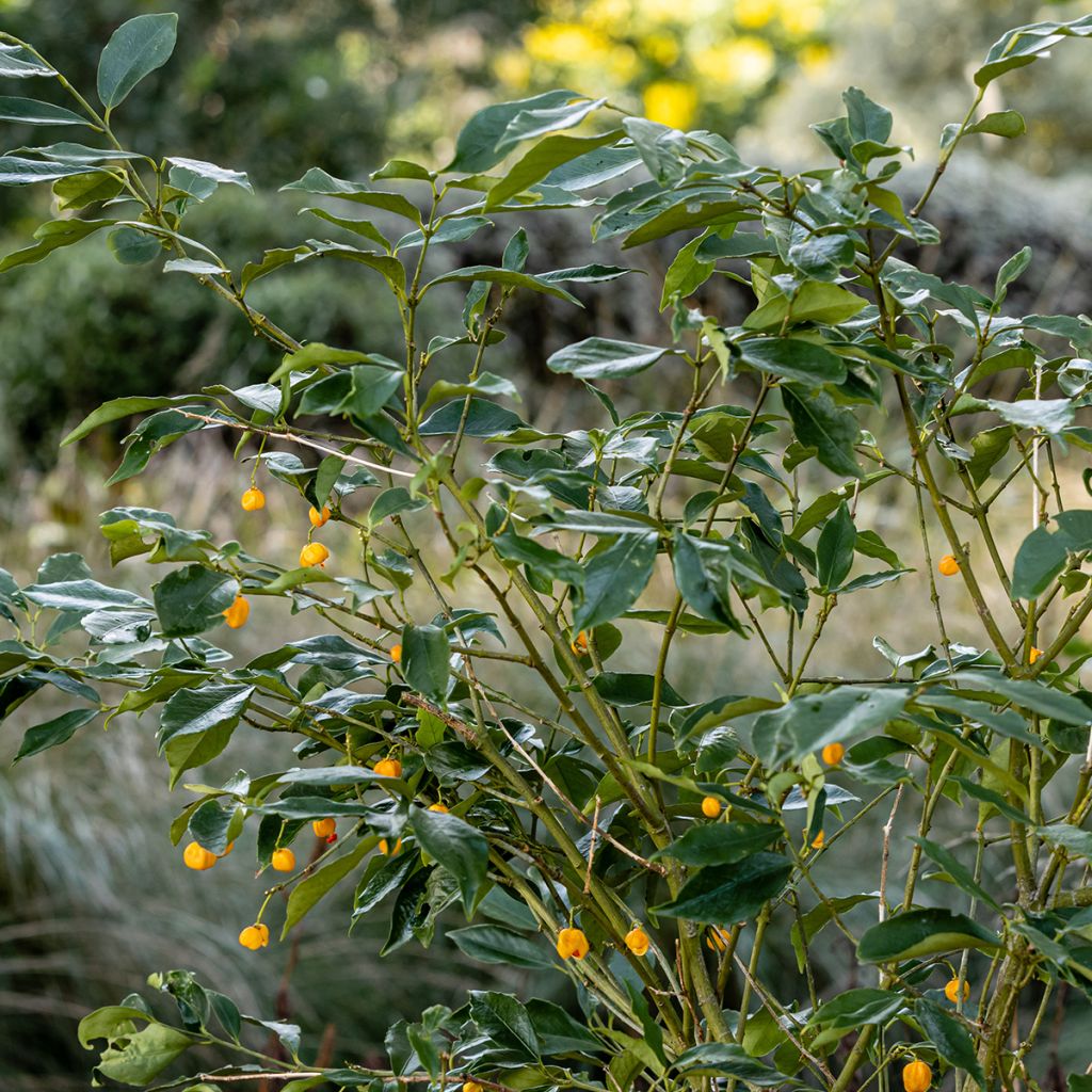 Euonymus myrianthus - Fusain de Chine 