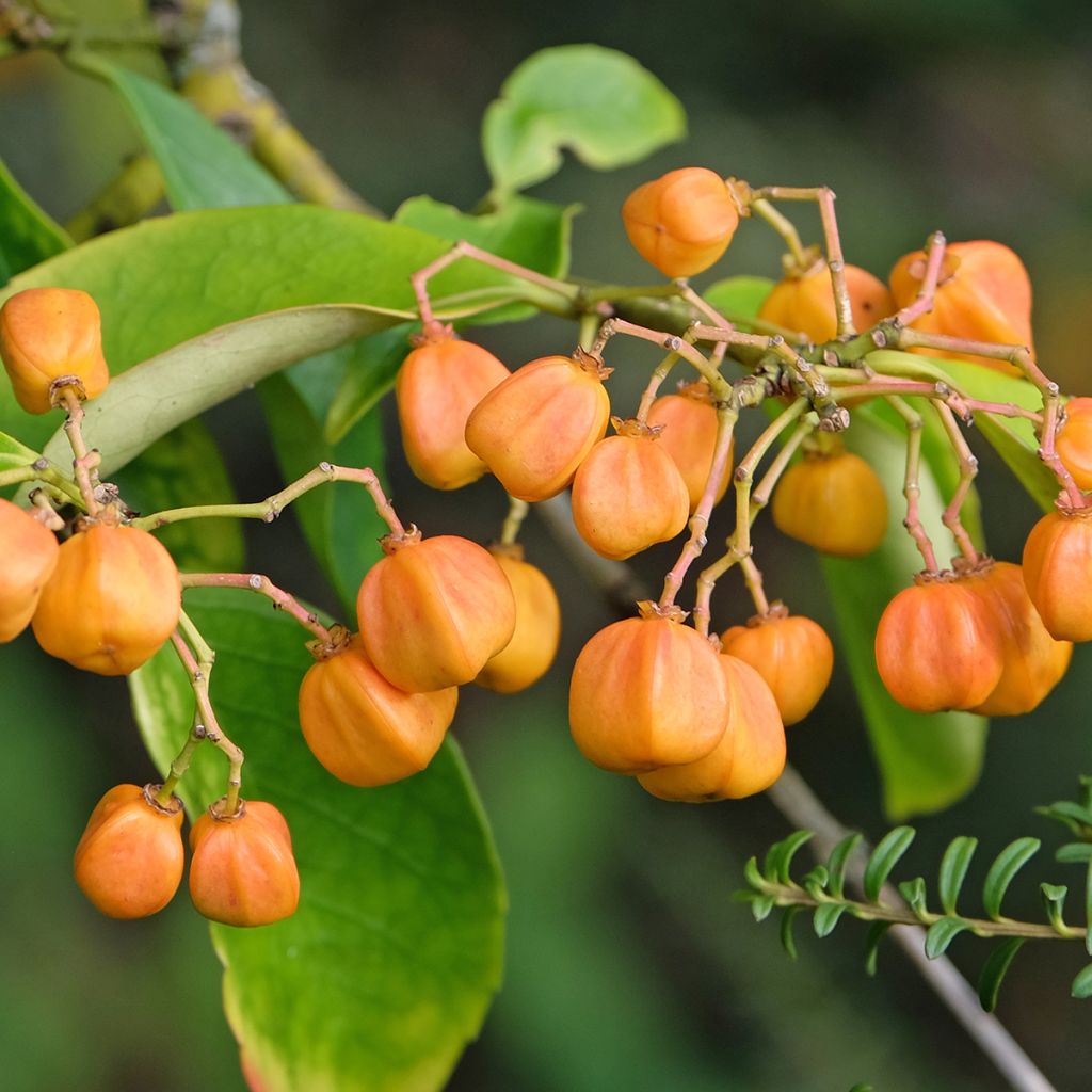 Euonymus myrianthus - Fusain de Chine 