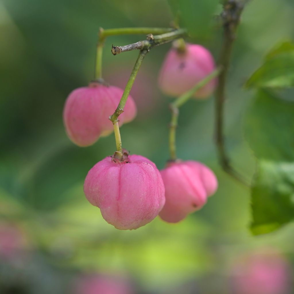 Euonymus phellomanus - Fusain de Chine