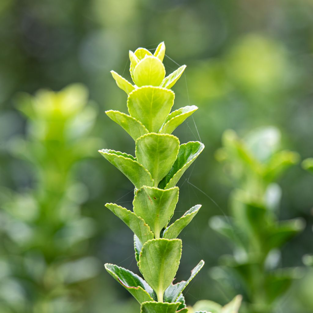 Euonymus japonicus Green Rocket - Fusain du Japon érigé