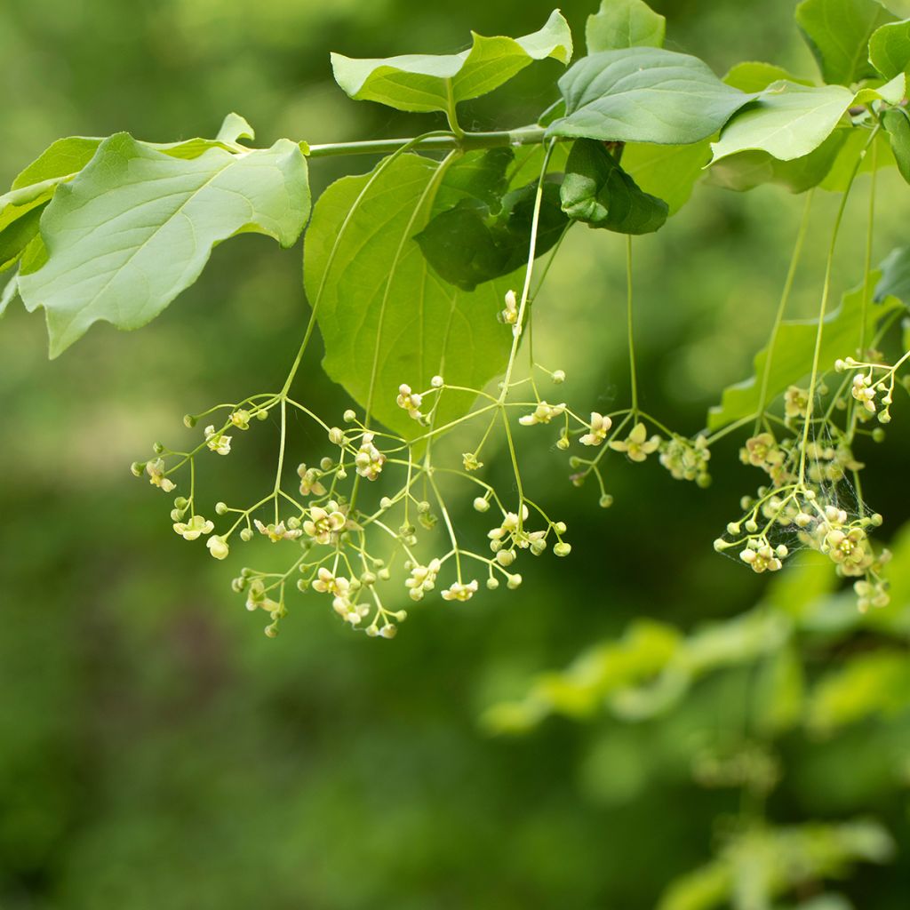 Euonymus latifolius - Fusain à feuilles larges