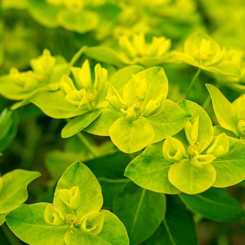 Euphorbe, Euphorbia Cornigera