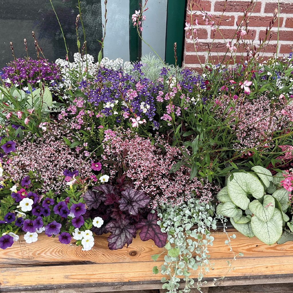 Euphorbe Shades in Pink