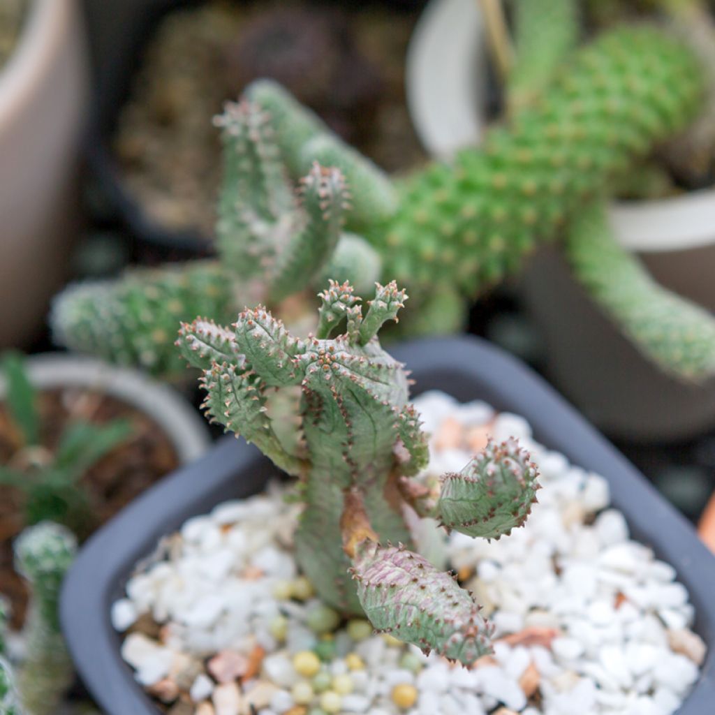 Euphorbia globosa - Euphorbe globuleuse