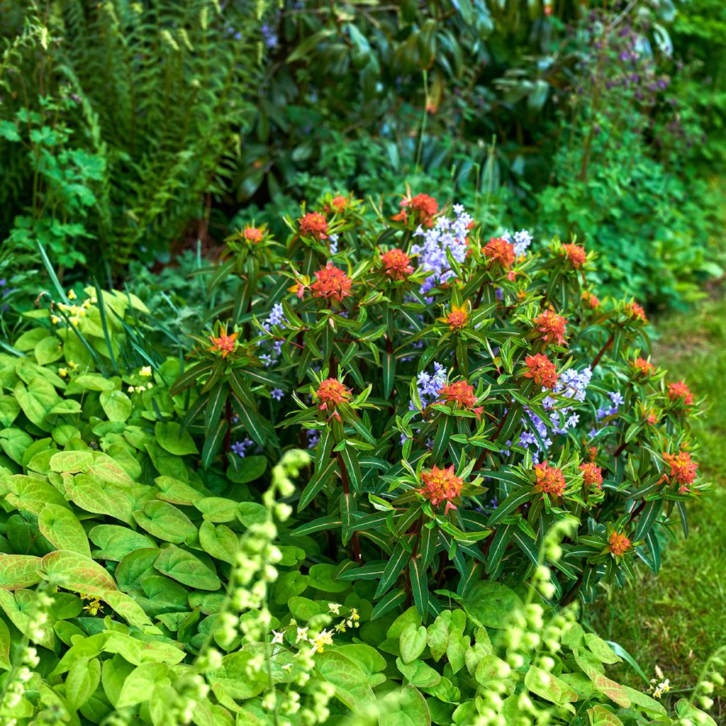 Euphorbia griffithii Fireglow - Euphorbe orange