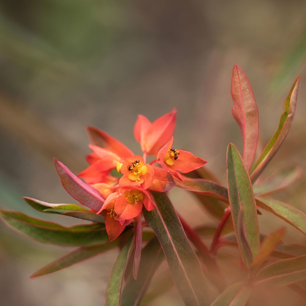 Euphorbia griffithii Fireglow - Euphorbe orange