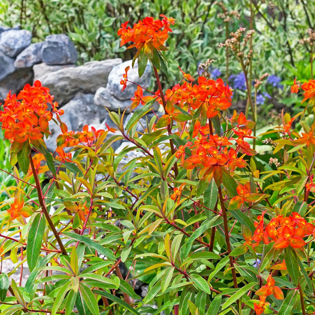 Euphorbia griffithii Fireglow - Euphorbe orange