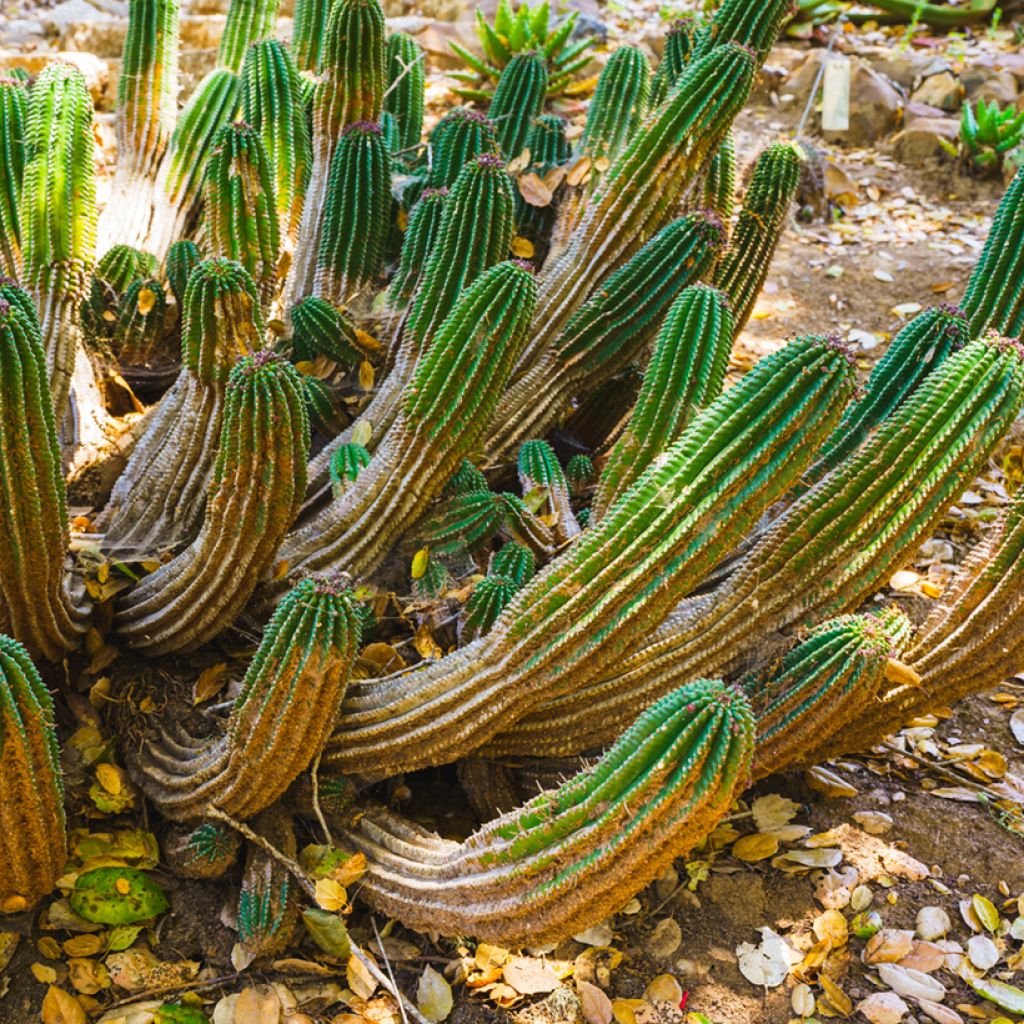 Euphorbia horrida - Euphorbe