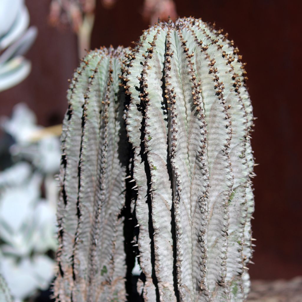 Euphorbia horrida Alba - Euphorbe