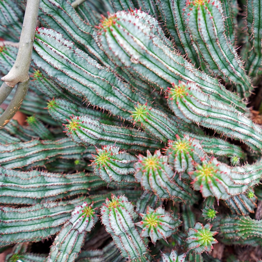 Euphorbia horrida Alba - Euphorbe
