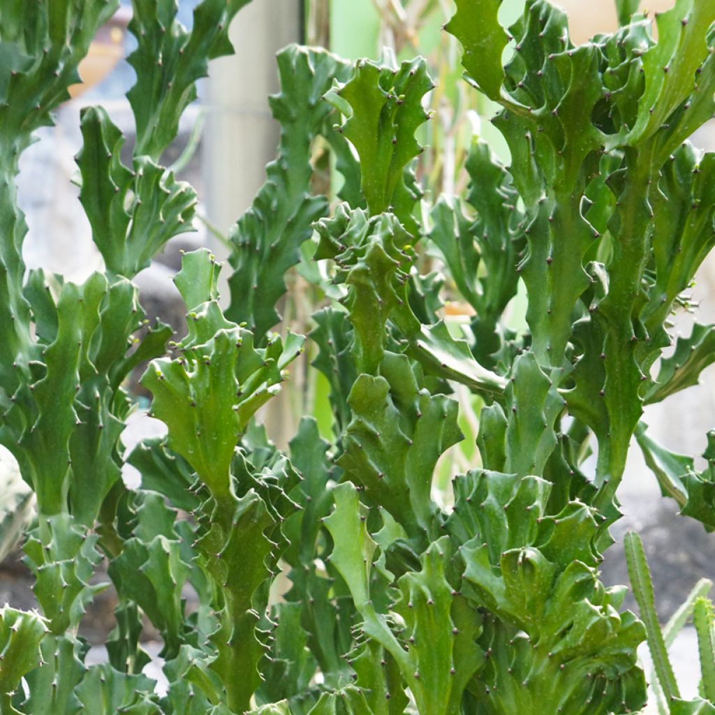 Euphorbia lactea - Euphorbe lactée