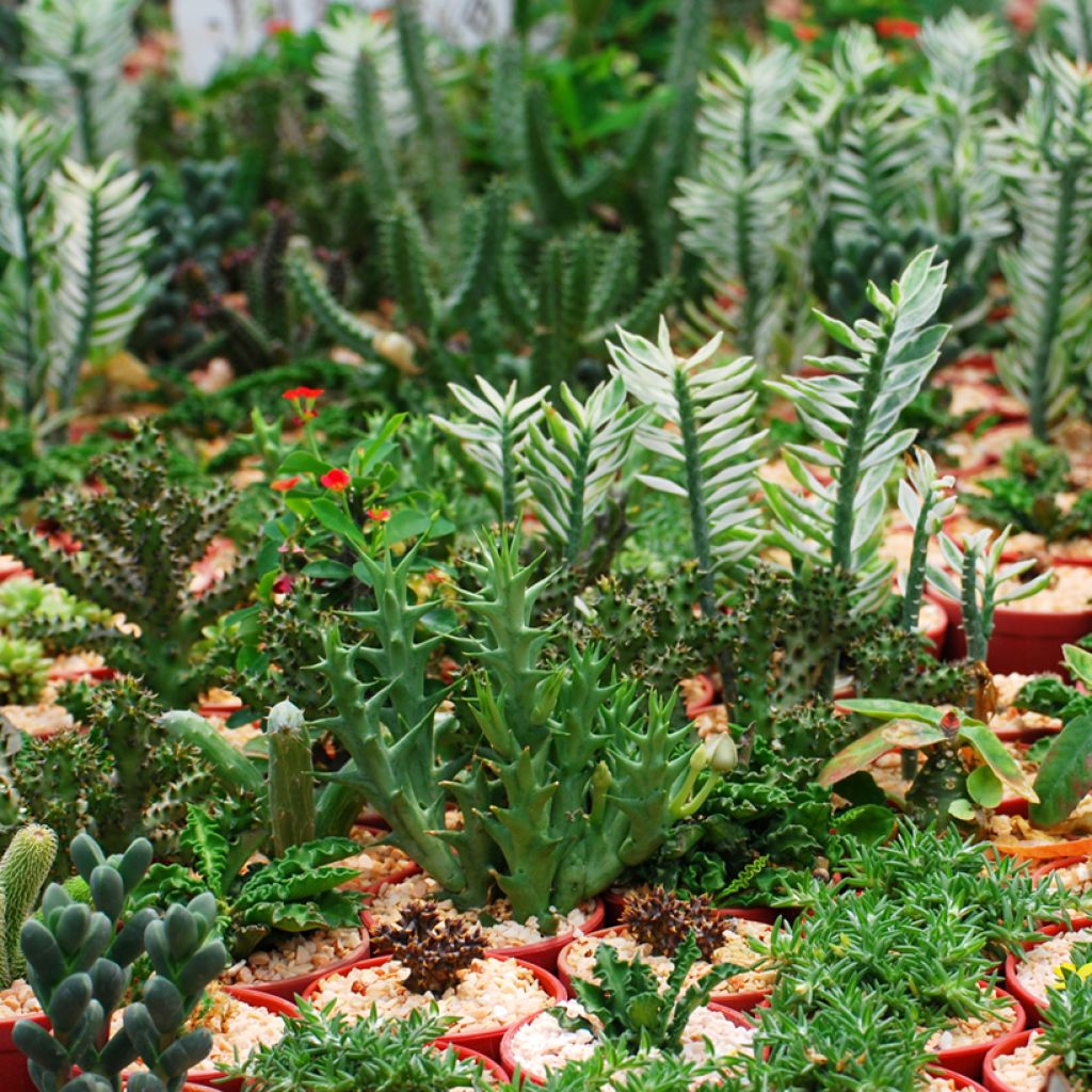 Euphorbia lactea - Euphorbe lactée