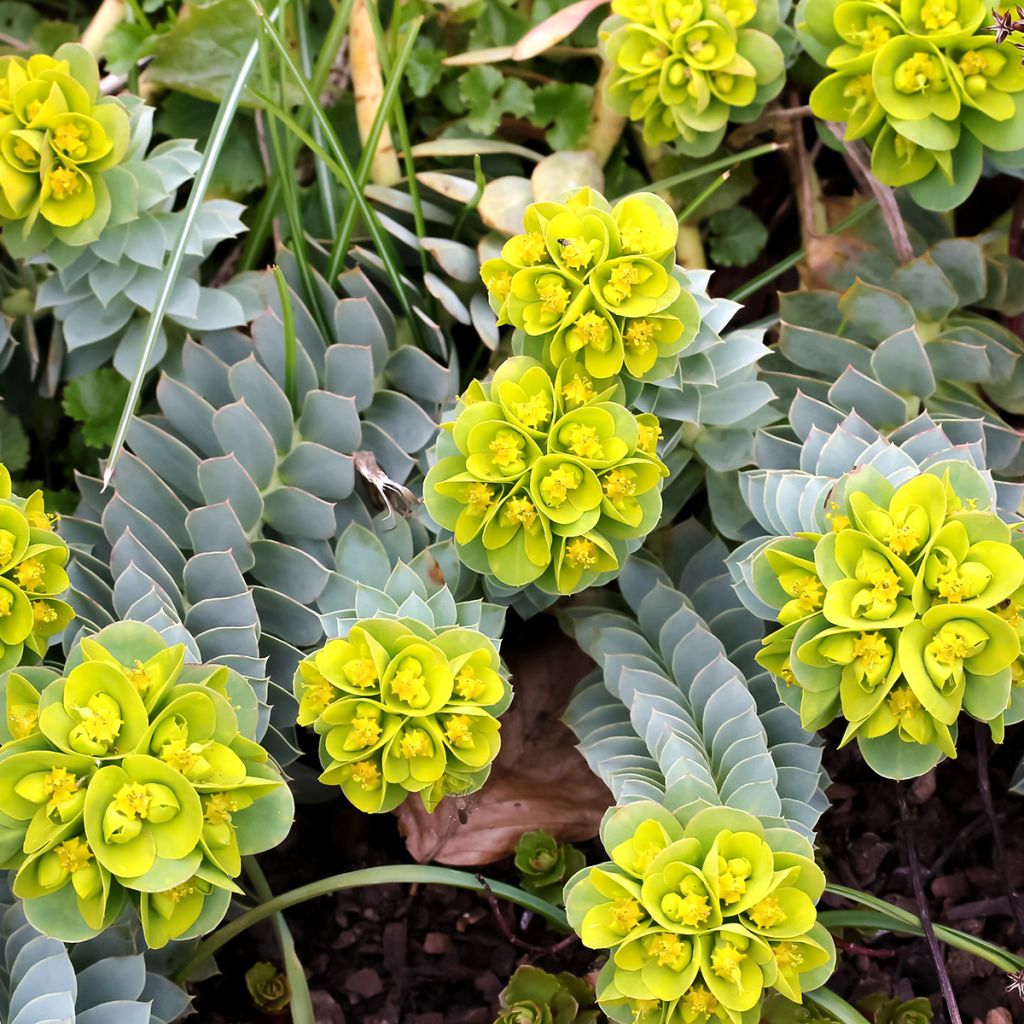 Euphorbia myrsinites - Euphorbe de Corse