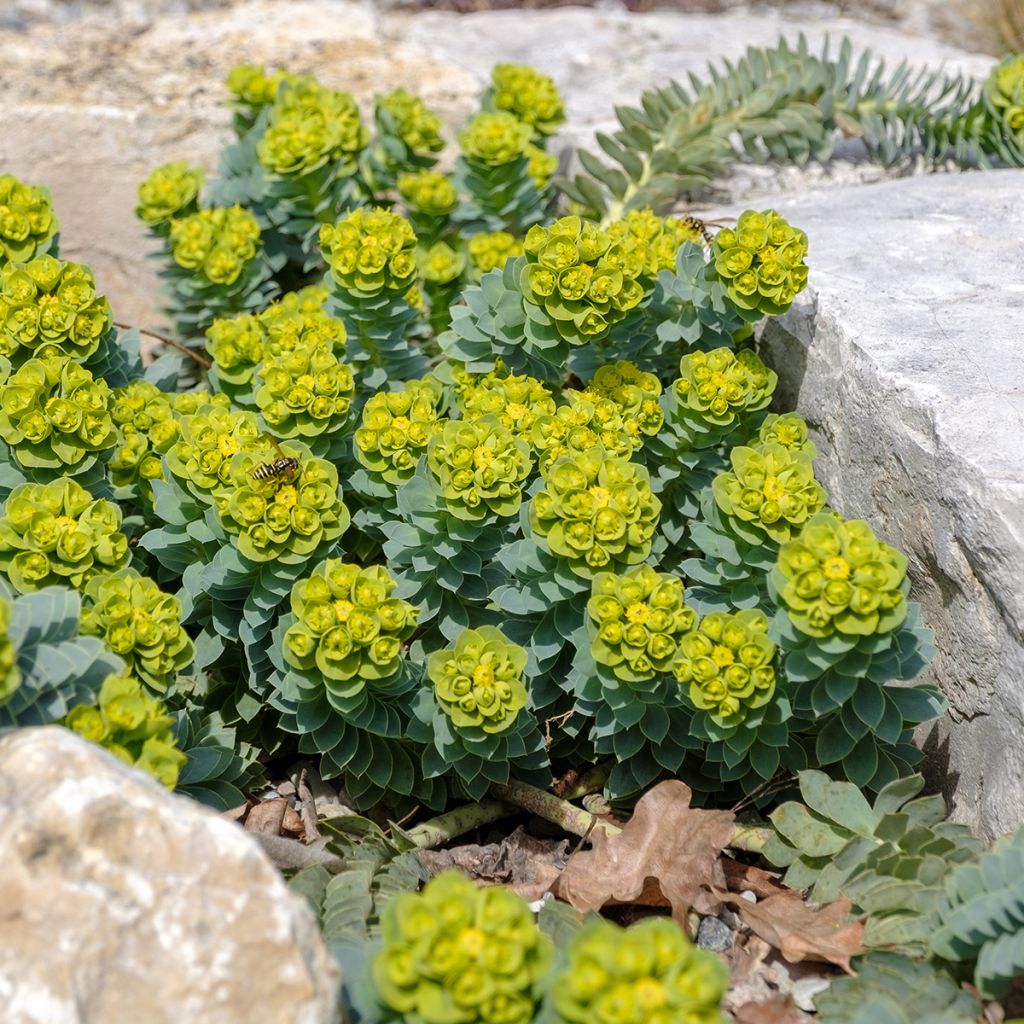 Euphorbia myrsinites - Euphorbe de Corse