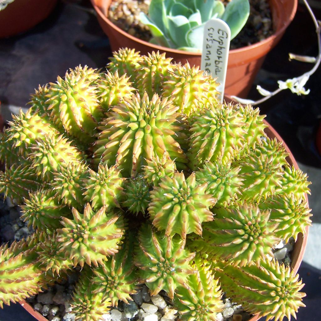 Euphorbia suzannae - Euphorbe