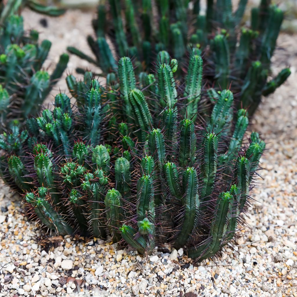 Euphorbia enopla - Euphorbe cactus