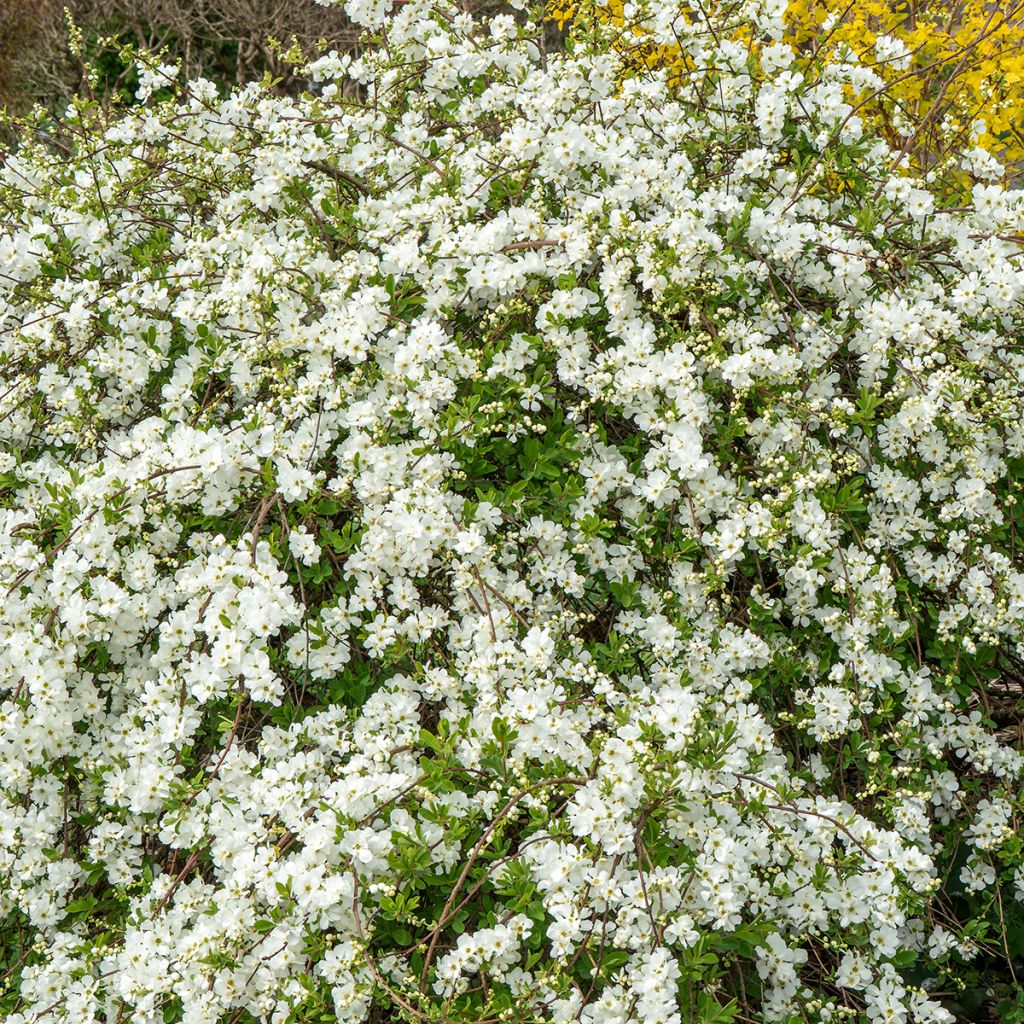 Exochorda x macrantha The Bride