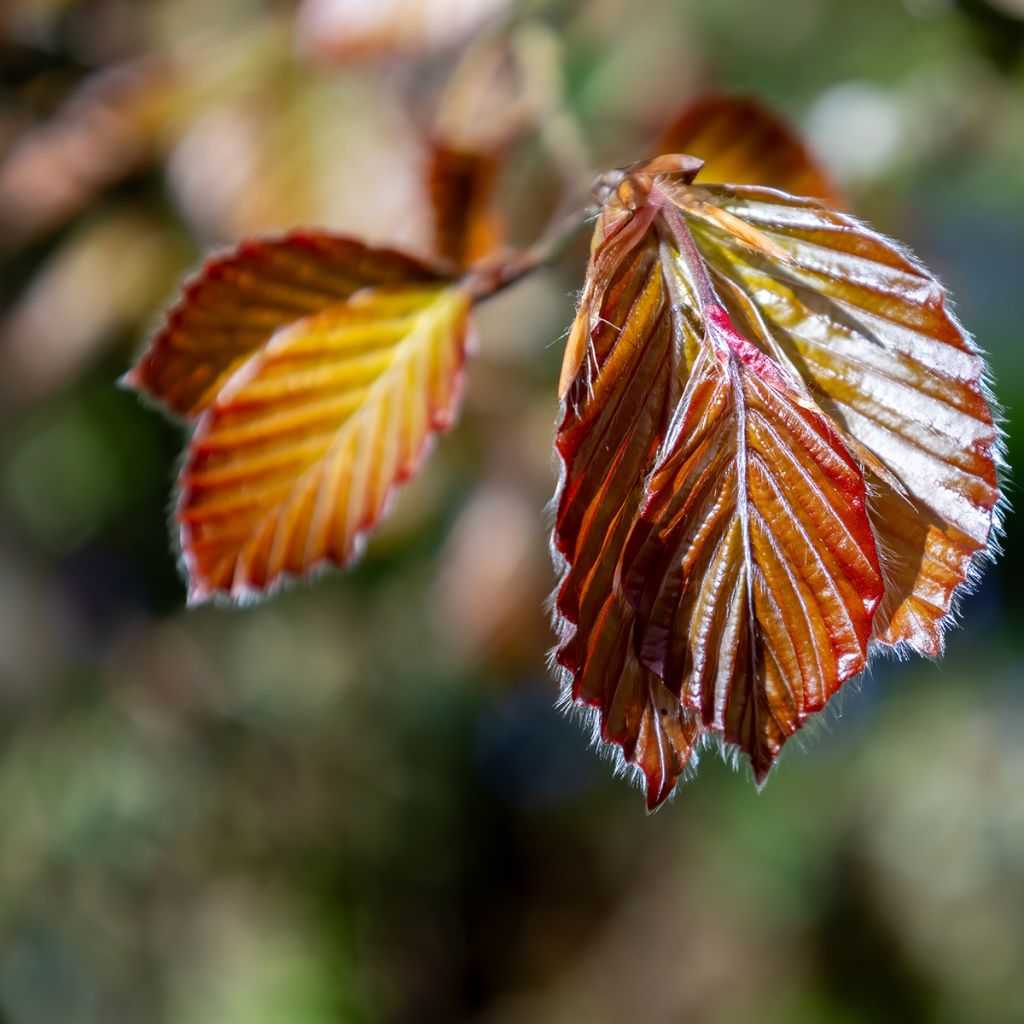 Fagus sylvatica Atropunicea - Hêtre pourpre