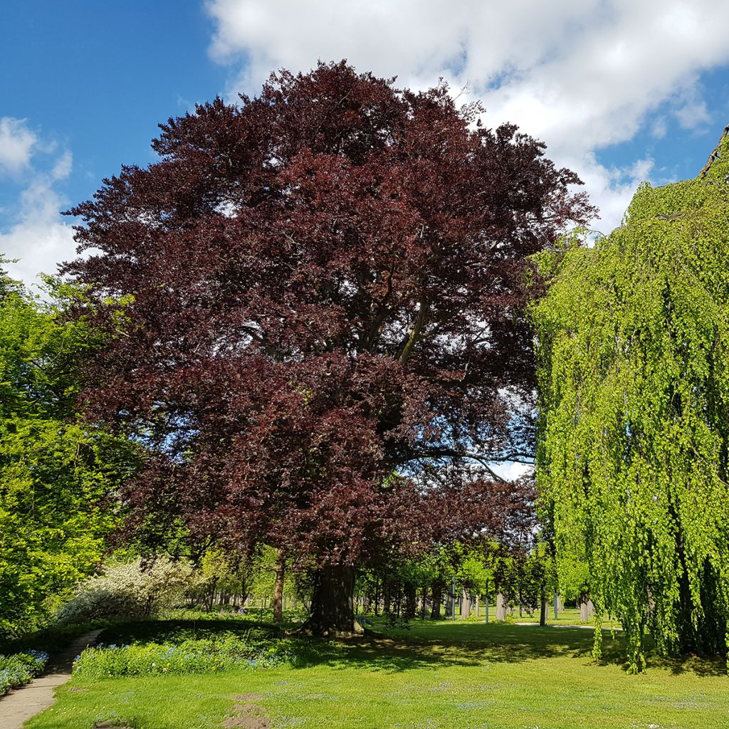 Fagus sylvatica Atropunicea - Hêtre pourpre